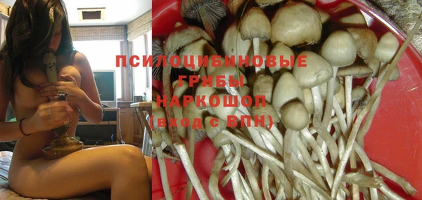 индика Новозыбков